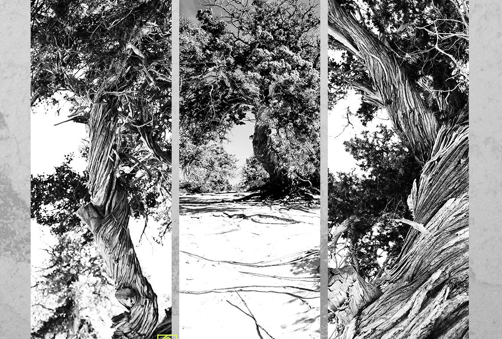 Drzewo – tryptyk fotograficzny